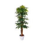 TUTOR ARALIA 1.20MT