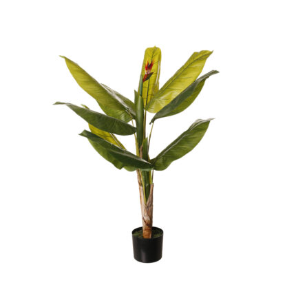 PLANTA AVE PARAISO 1.20MT