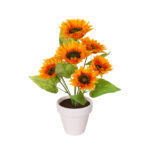 PLANTA GIRASOL X7