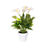 PLANTA CALA X3