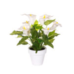 PLANTA CALA X6