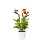 PLANTA AVE PARAISO X3 60CM
