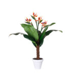 PLANTA AVE PARAISO TRONCO X4 1.00MT .