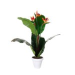 PLANTA AVE PARAISO X3 1.00MT