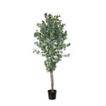 ARBOL EUCALIPTO CON SEMILLA 1.80