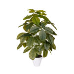 PLANTA CHEFLERA HOJA GRD 1.00MT