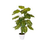 PLANTA DIEFEMBACHIA 1.00MT