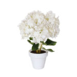 PLANTA HORTENSIA PRIMAVERAL *FUXIA