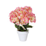 PLANTA HORTENSIA PRIMAVERAL *FUXIA