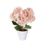 PLANTA HORTENSIA PRIMAVERAL *FUXIA