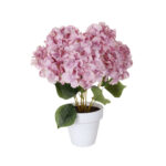 PLANTA HORTENSIA PRIMAVERAL *FUXIA