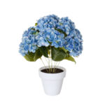 PLANTA HORTENSIA GIG. *FUXIA