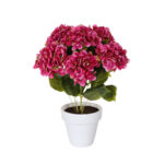 PLANTA HORTENSIA GIG. *FUXIA