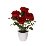 PLANTA CAMELIA