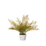 PLANTA RAMAJE BAMBU