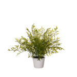 PLANTA RAMAJE BAMBU