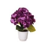 PLANTA HORTENSIA PRIMAVERAL MINI