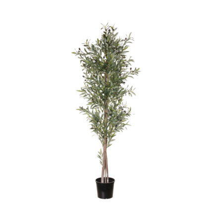 ARBOL OLIVO 1.80MT