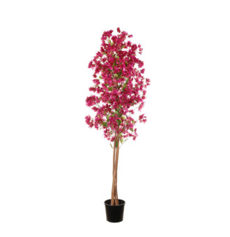 ARBOL BUGANVILLA 1.80CM *BUGANVILLA