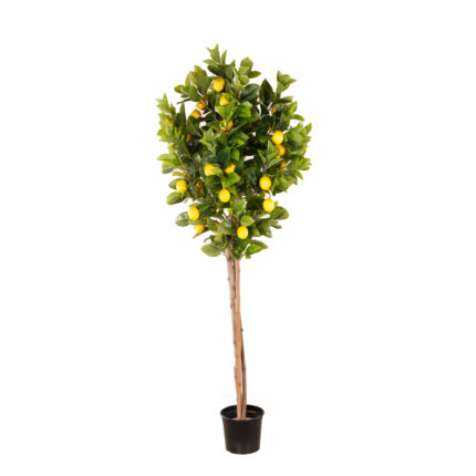 ARBOL LIMONERO 1.80CM