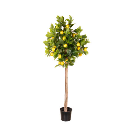 ARBOL LIMONERO 1.45MT