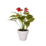 PLANTA ANTURIUM MINI