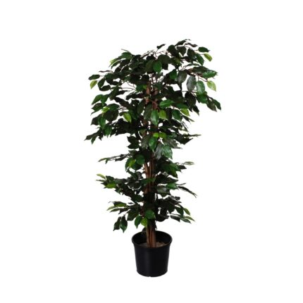 FICUS DE 1.00M