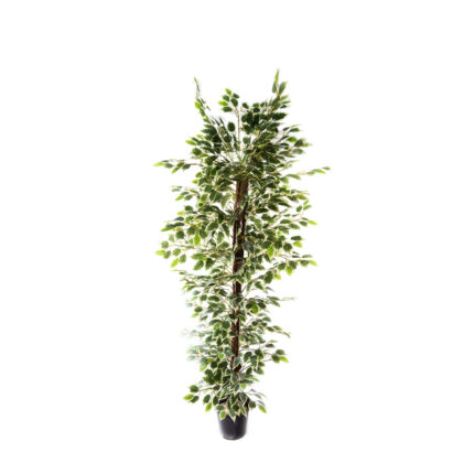 FICUS DE 1.45M