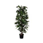 FICUS DE 1.45M