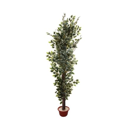FICUS DE 1.45M