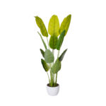PLATANERA TROPICAL 1.80MT
