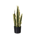 PLANTA SANSIVIERA 42CM *V.OSCURO