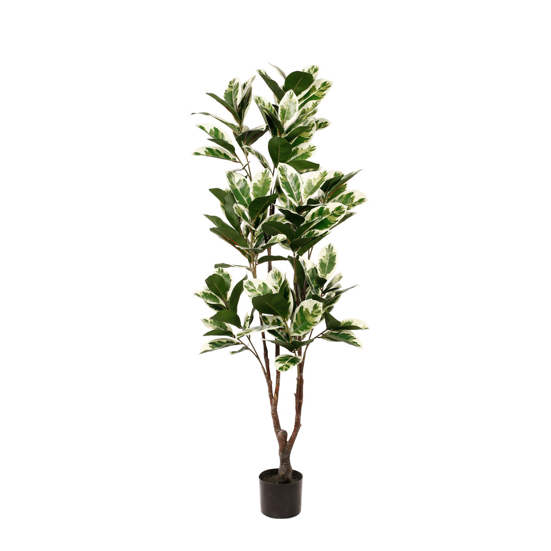 99092020-19.jpg MAGNOLIA 150CM