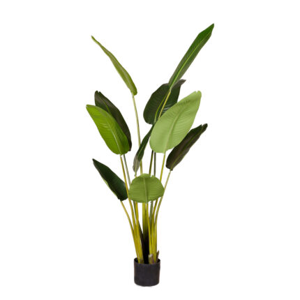 PLATANERA 150CM