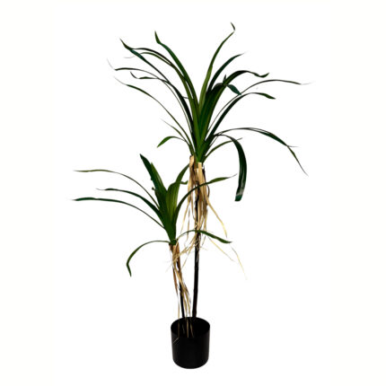 PLANTA YUCCA X2 TRONCOS 120CM *V.OSCURO