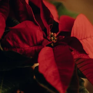 Flores de Pascua artificiales imprescindible en Navidad