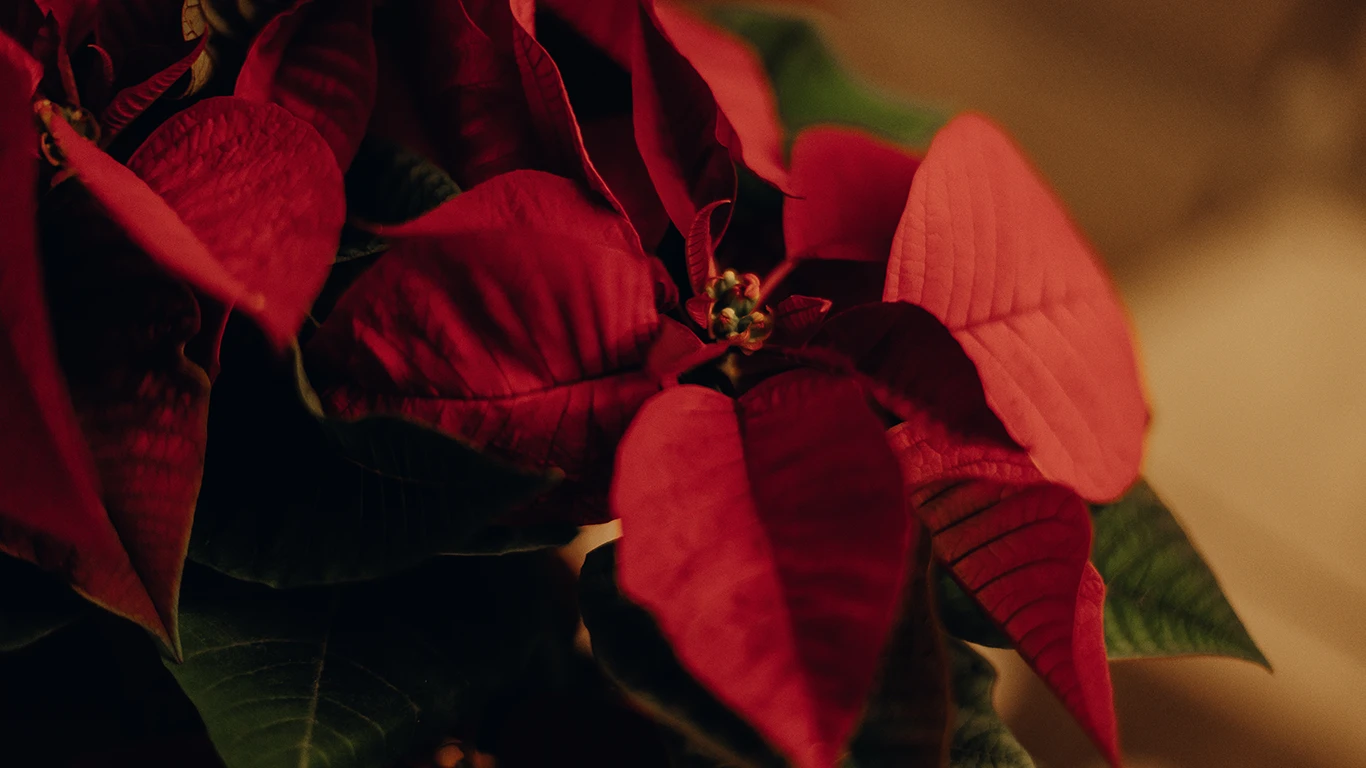 Flores de Pascua artificiales imprescindible en Navidad