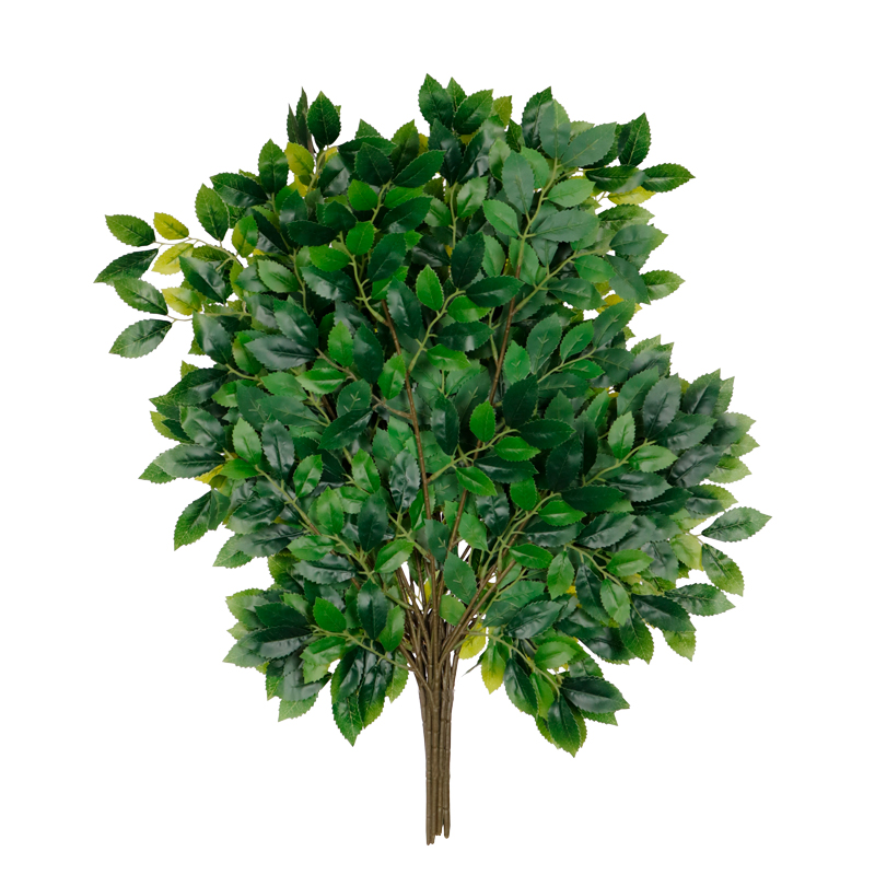 88100198-19.jpg POMO EUONYMUS JAPONICUS X12 *V.OSCURO