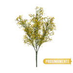 R.PANICULATA