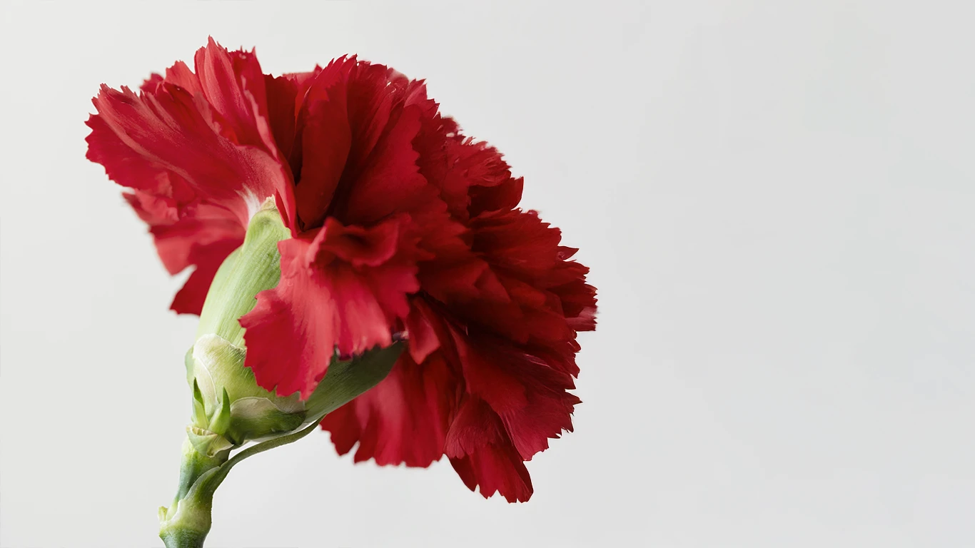 Selección de claveles artificiales rojos, blancos, rosas y fucsias en packs por color para preparar catálogo de feria de mayo en Córdoba y otras ferias andaluzas.