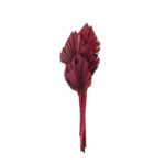 PALM SPEAR (57) *MORADO