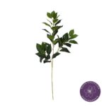 VARA HOJA BANIANO