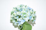 VARA HORTENSIA *AZUL