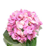VARA HORTENSIA * FUCSIA
