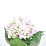 VARA HORTENSIA *ROSA