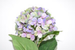 VARA HORTENSIA * VIOLETA