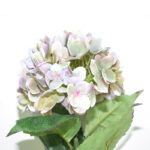 VARA HORTENSIA *CREMA