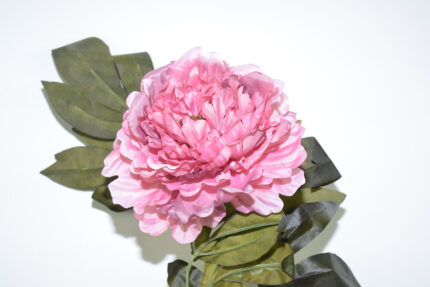 VARA PEONYA SEMILLA *BURDEOS