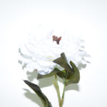 VARA PEONIA SEMILLA *CREMA