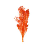 POMO BLOOM
